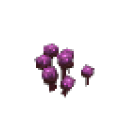 ANY TYPE OF MUSHROOM